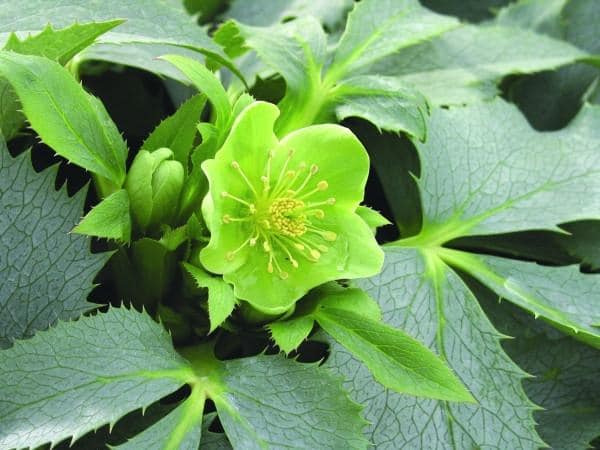 Helleborus 'Silver lace '
